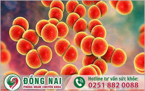 da khoa hong phuc