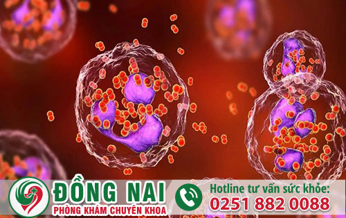 Đầu Dương Vật Bị Chảy Mủ Có Phải Biểu Hiện Của Bệnh Lậu