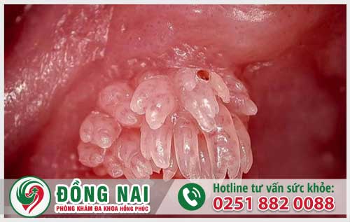 da khoa hong phuc